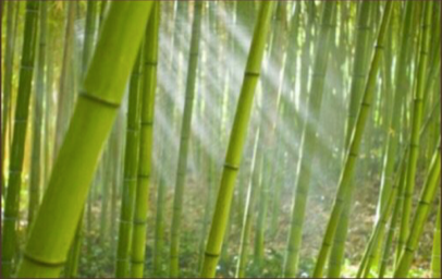 Bamboo Grass Mini Bomb Packs Or Bomb In A Bag