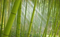 Bamboo Grass Mini Bomb Packs Or Bomb In A Bag