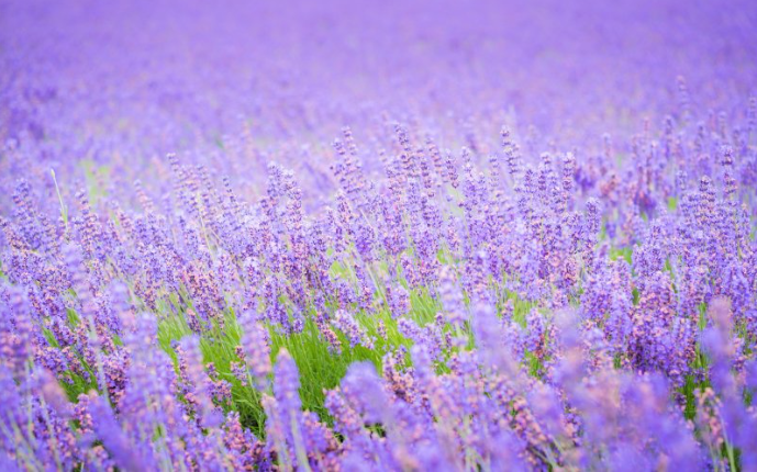 Lavender Bubbling Bath Salt